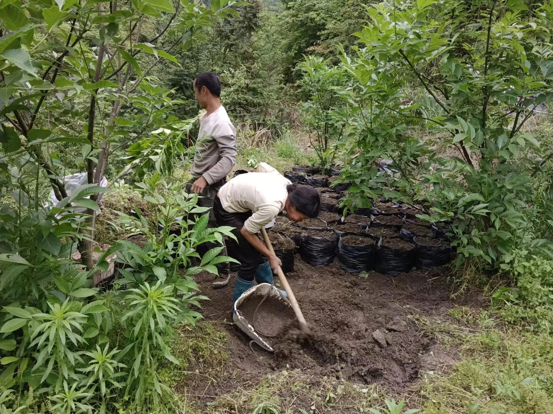 近年来,归欧村党支部书记李仕生先后多次到外地考察后,认准了魔芋种植