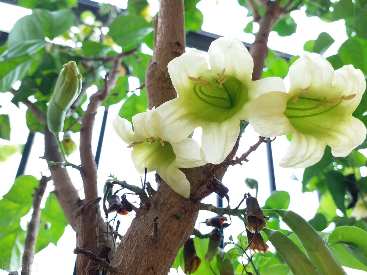 幸福樹開花圖片(五樹開花) - 赤虎壹號