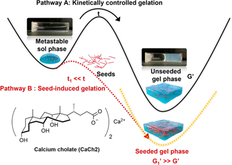 最新《JACS》！种子动态超分子水凝胶