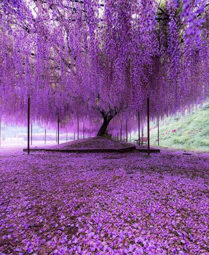 植物花卉品种大全图片（科普100个花卉图鉴）