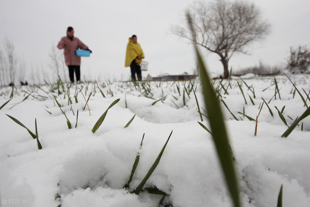 2022年的第一个节气，小寒晴天好还是雨雪好？看看农谚怎么说
