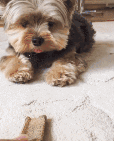 泰迪犬早该失宠了，今年流行养这6种狗，好养又不贵