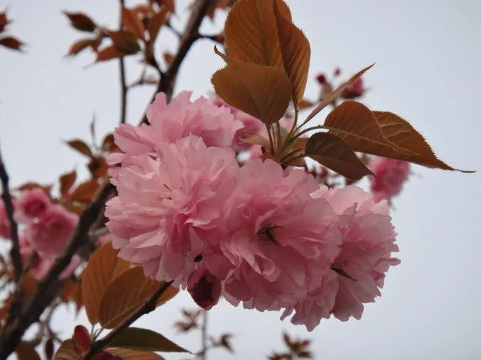 生命是一树一树的花开，蓬蓬勃勃，充满了无限的生机