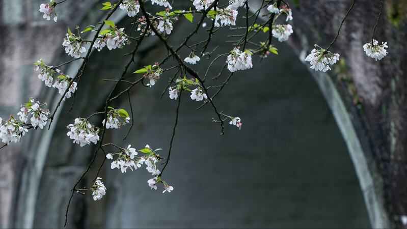 春雨｜我在等你，等下完这场雨