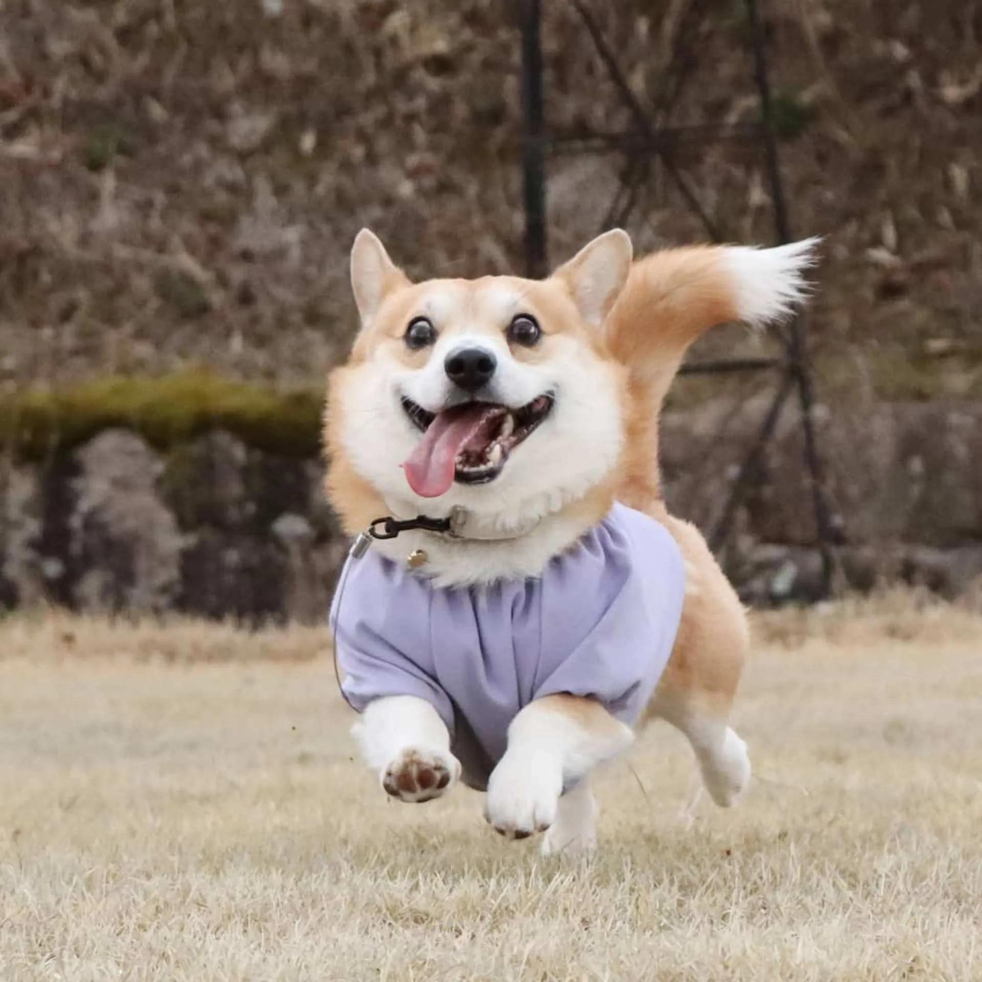 纯种柯基犬价格多少钱一只十个柯基九个串