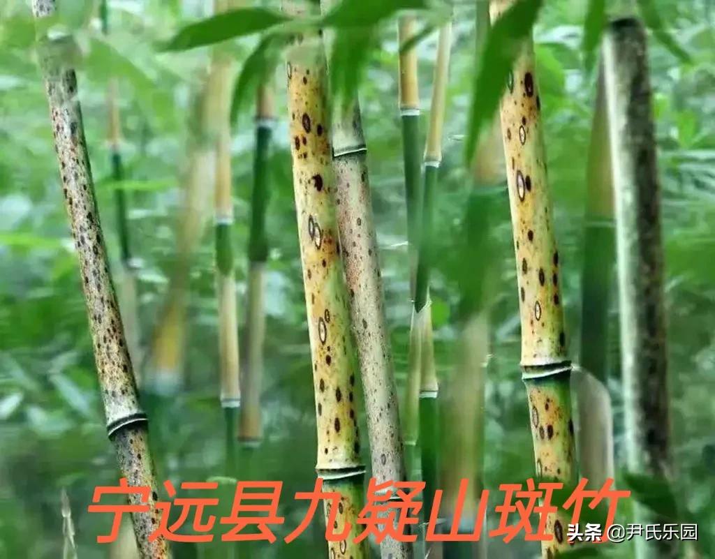 第九章：九疑地区的舜帝传说：一、舜帝传说圈的形成