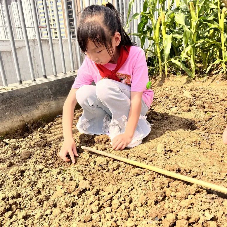 节气深耕.芒种节气｜成都高新区朝阳小学开展丰富多彩的节气活动