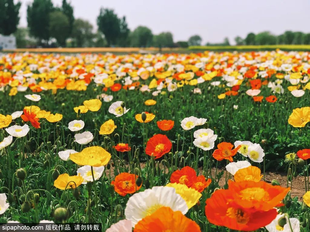 好消息！3月26日，首農·紫谷伊甸園開園啦！