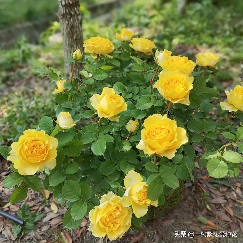 21种我最喜欢的月季，藤本微月灌木一网大全，说说养过的真实感受