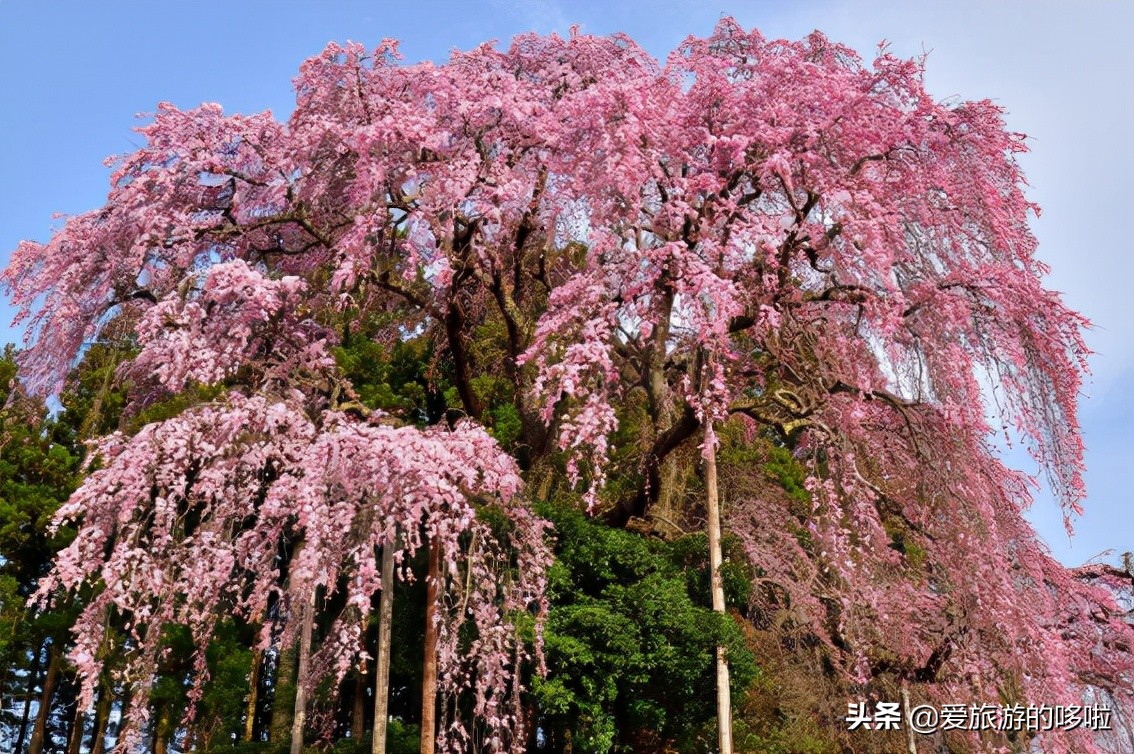 日本樱花图片（盘点大家都爱去的赏樱名地）