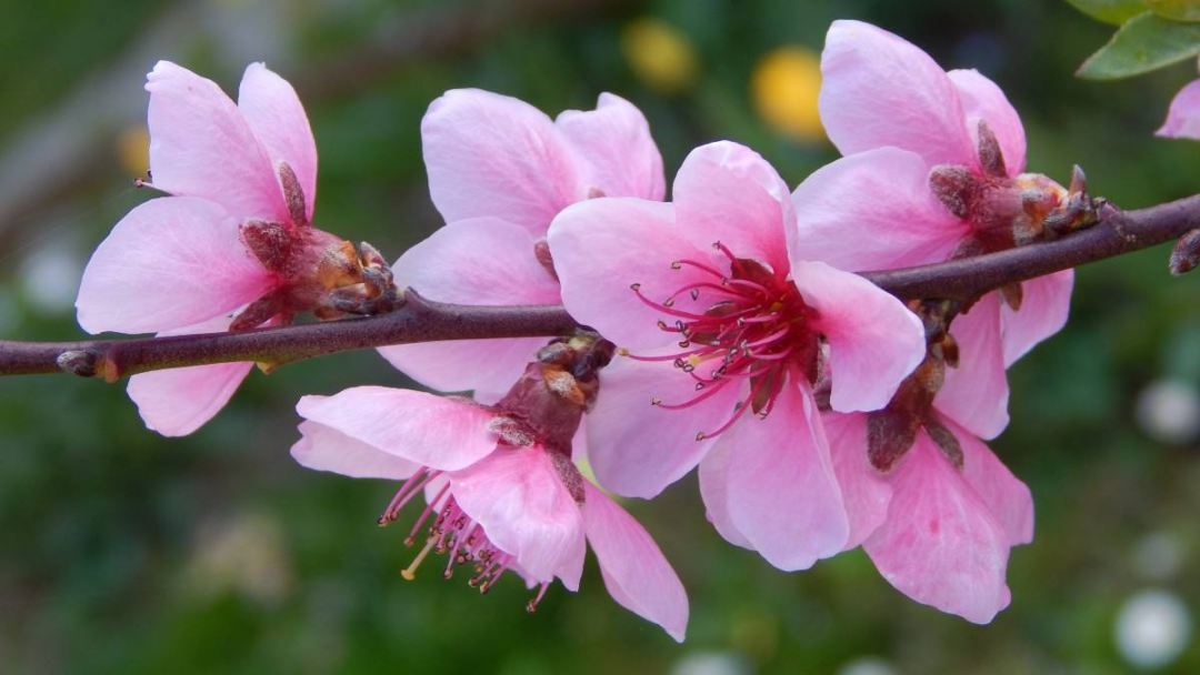 桃花和梅花怎么区分（只需从5个关键部分入手）