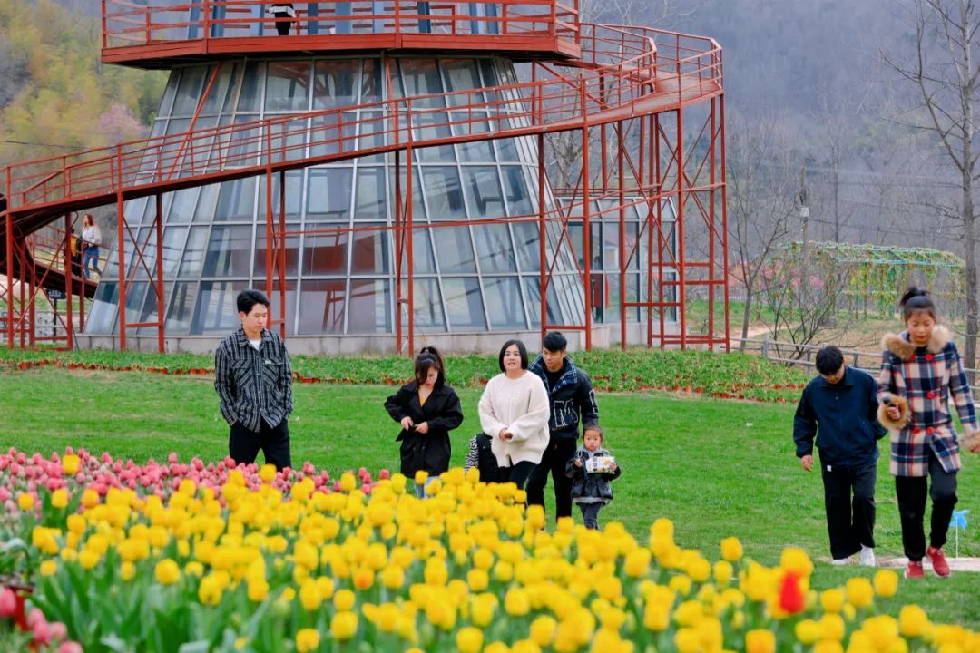 信阳的郁金香花已开了，赏踏春走起