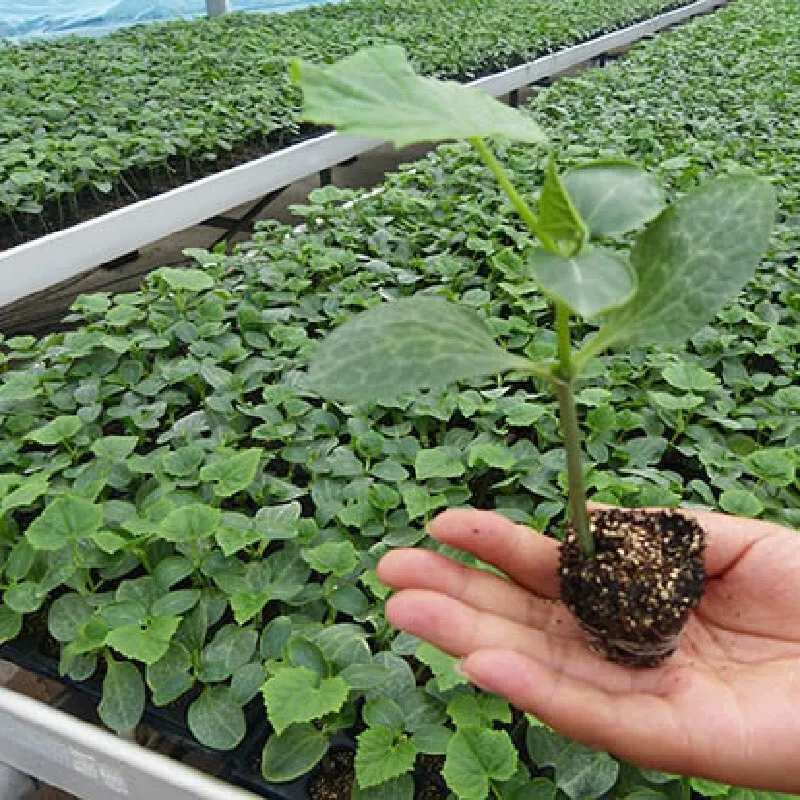 植物的爱恨情仇指的是什么(植物的爱恨情仇)