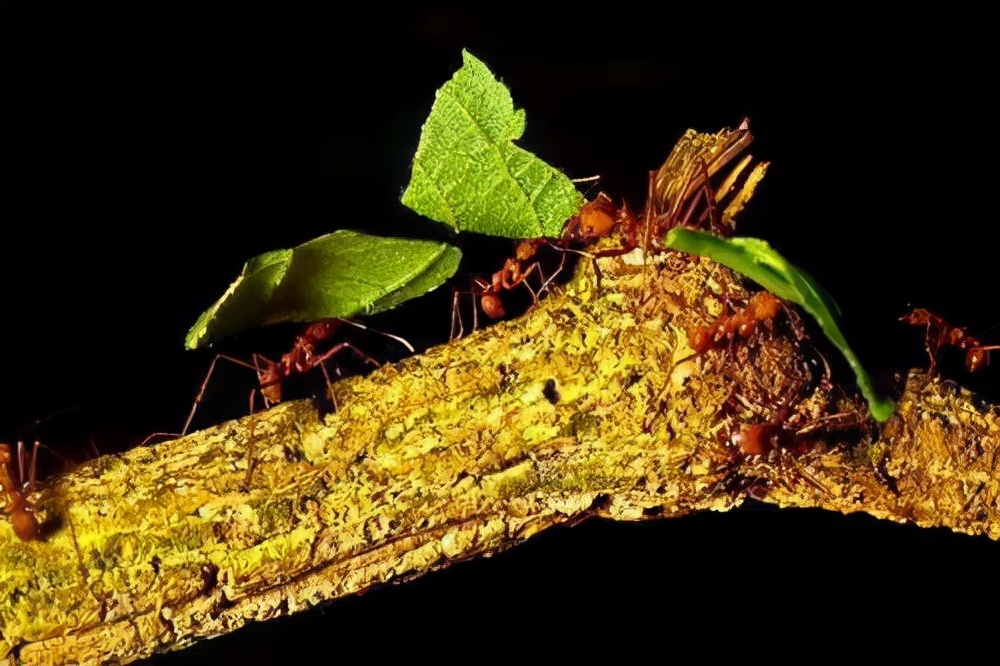 切叶蚁,世界上唯一一种会种植蘑菇的"奇特"蚂蚁