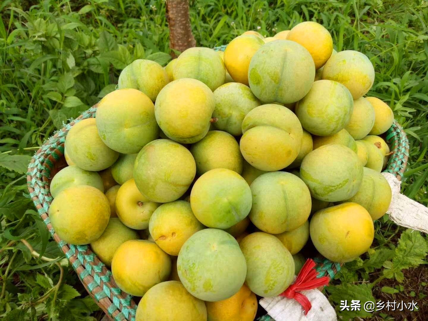 1斤卖30元,蜂糖李被誉为"李中贵族",如何高产种植?