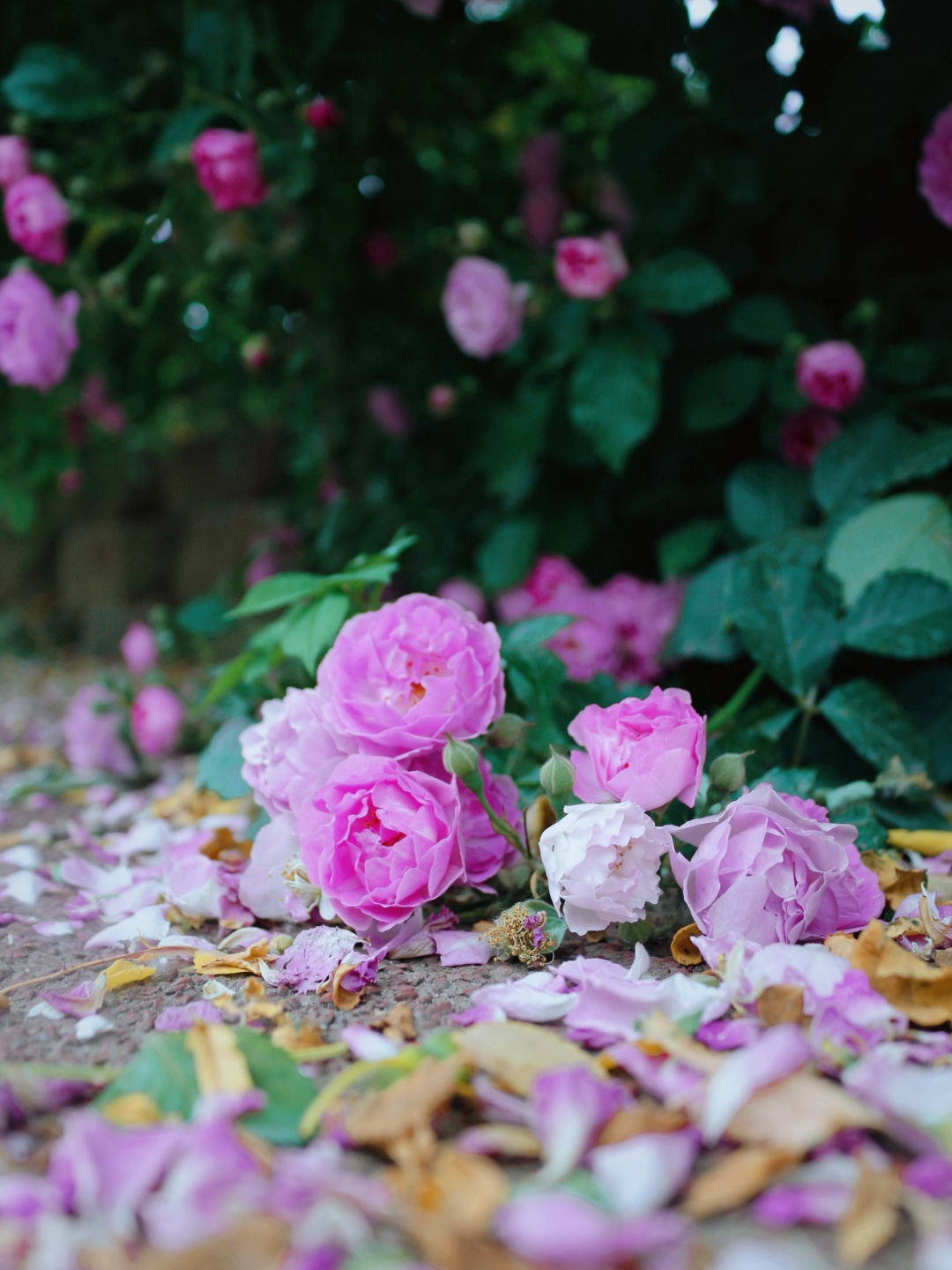 北京庆丰公园介绍 庆丰公园公交车路线 城市经济学