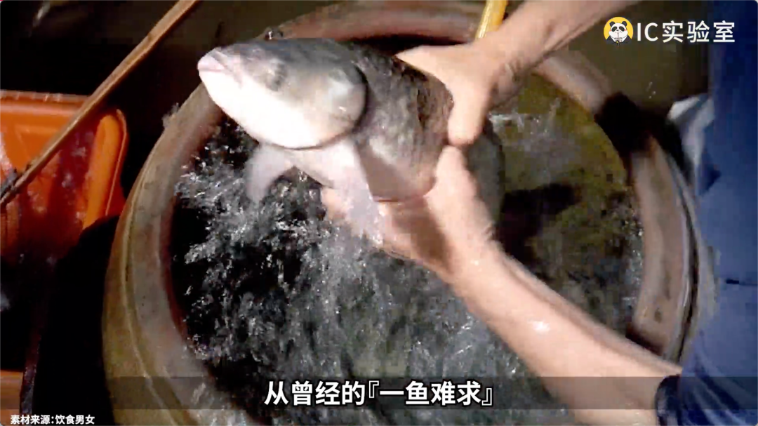 養魚簡史：中國人把魚端上飯桌用了多少年？