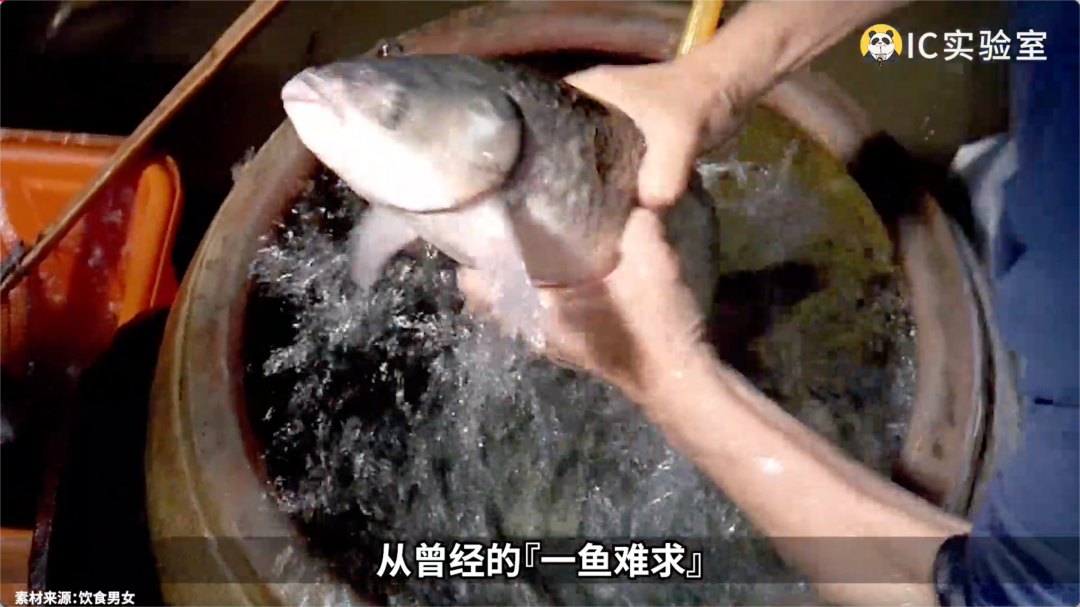 養(yǎng)魚簡史：中國人把魚端上飯桌用了多少年？