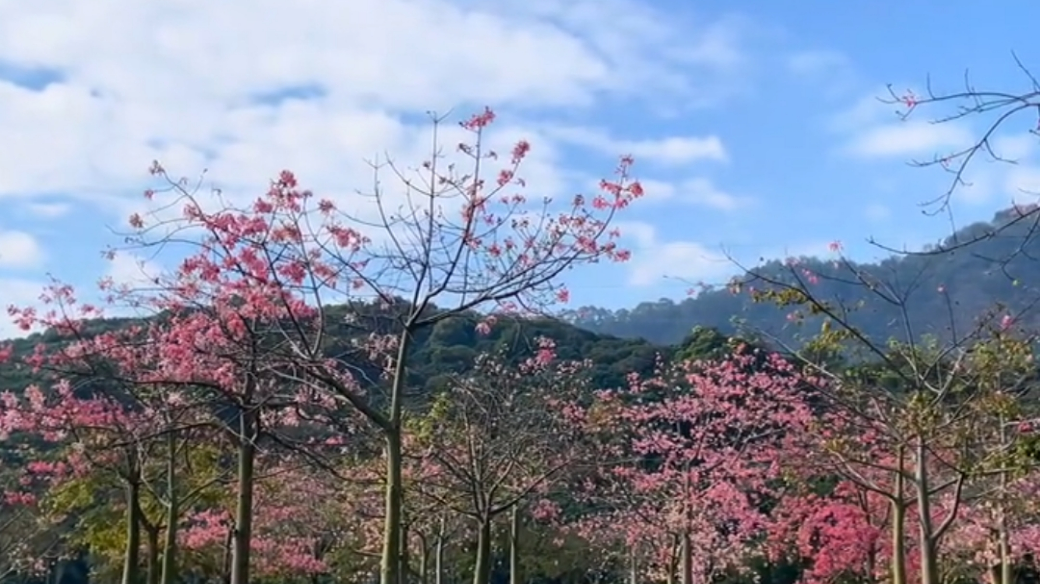 附近温泉度假村哪里好(从化风云岭附近新开了个轻奢温泉酒店，在房间泡温泉赏景，很惬意)