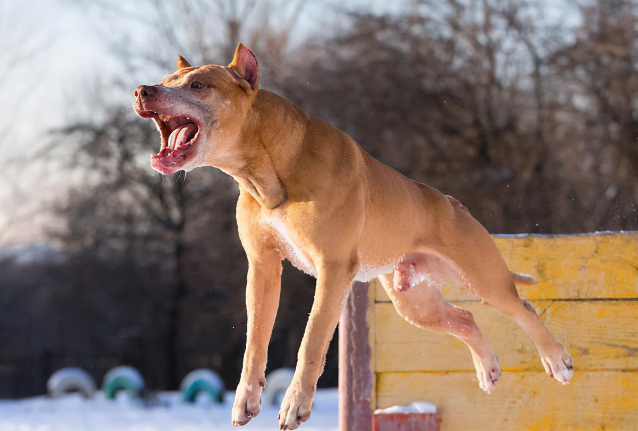 人称“犬中四煞”的4种狗，让人望而生畏，遇见了要赶紧躲开