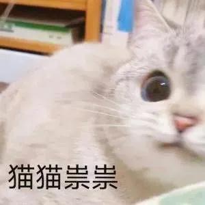 表情包｜猫猫祟祟