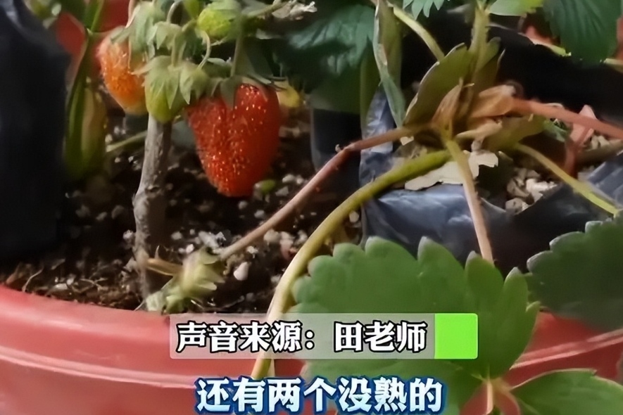 三名老师“盯上”校长种的草莓，偷吃过程不断反转，结局笑翻众人