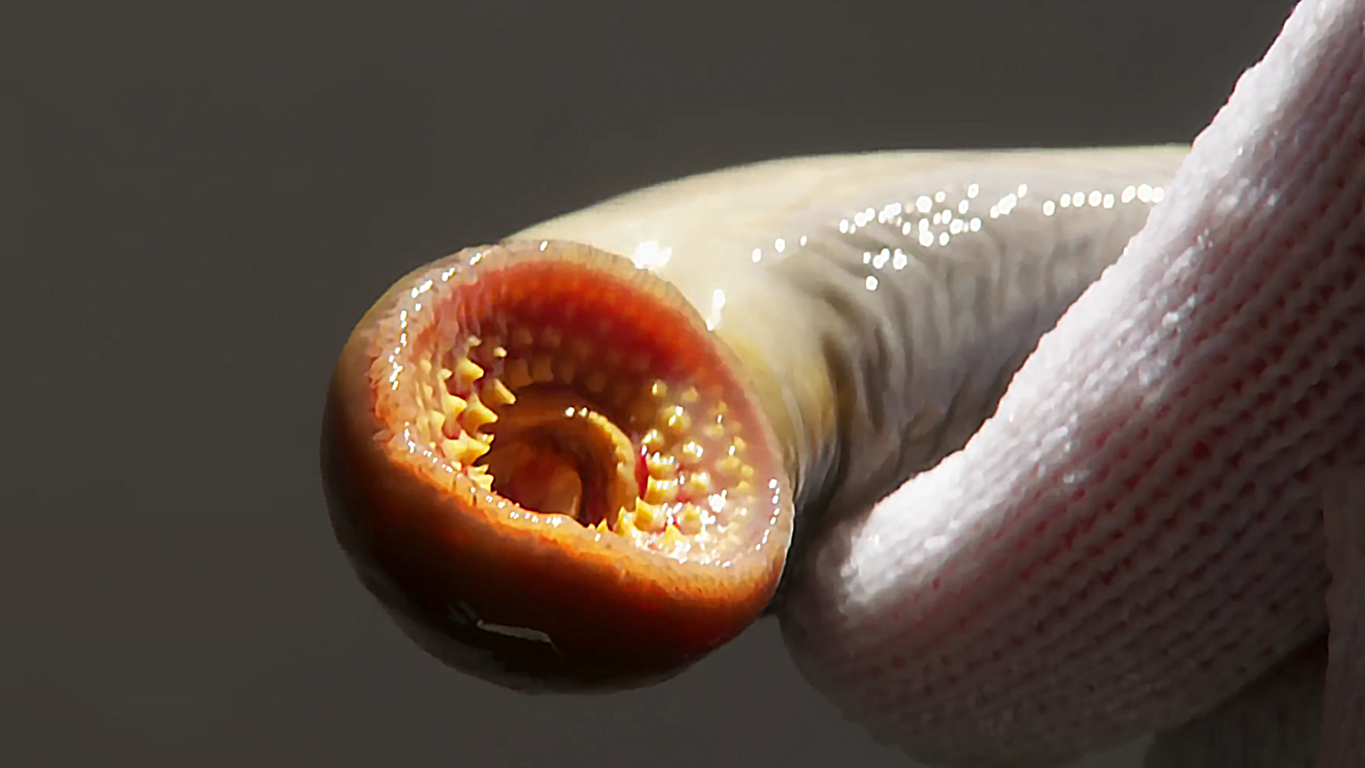 三眼恐龙虾(三眼恐龙虾和鲎的区别)-图6