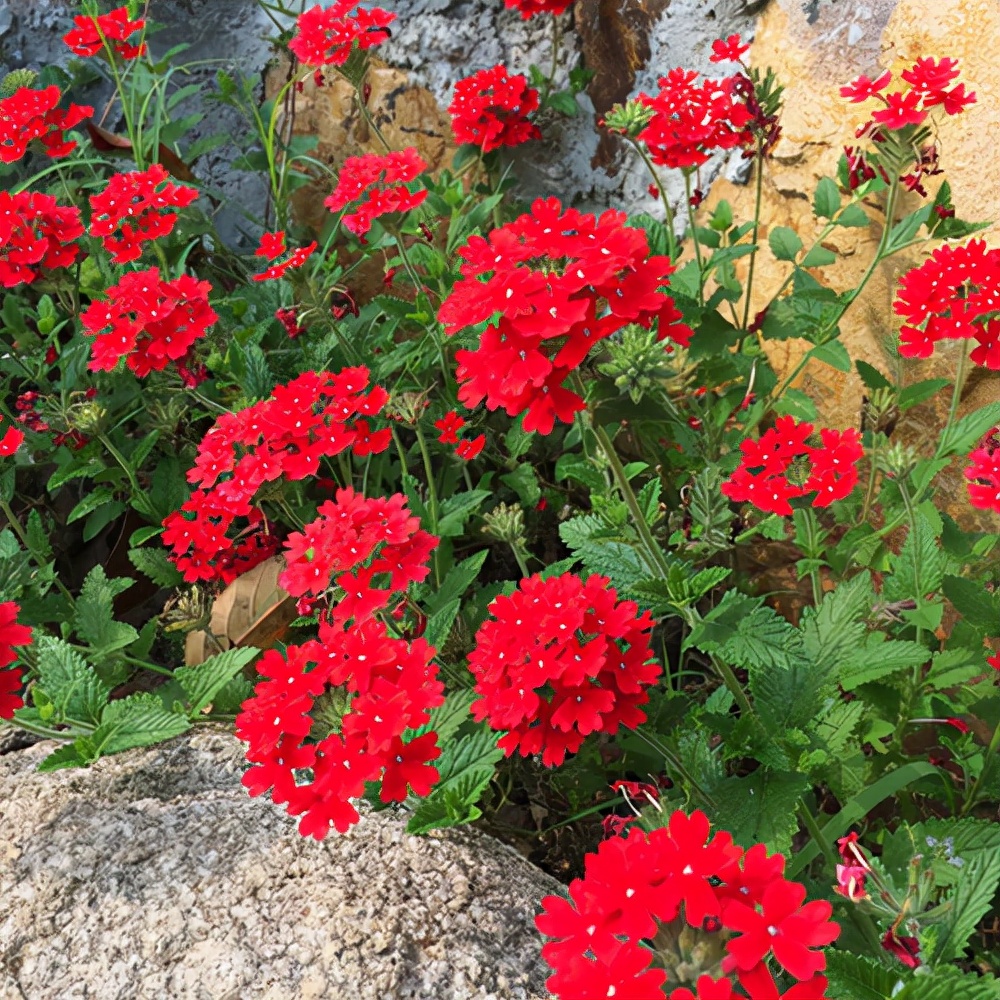 植物花卉品种大全图片（科普100个花卉图鉴）