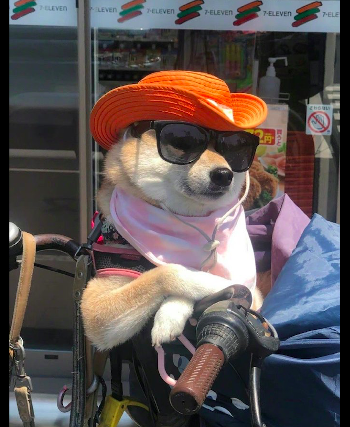 狗狗戴了帽子和墨镜，坐在自行车上非常有大佬风范，高攀不起呀