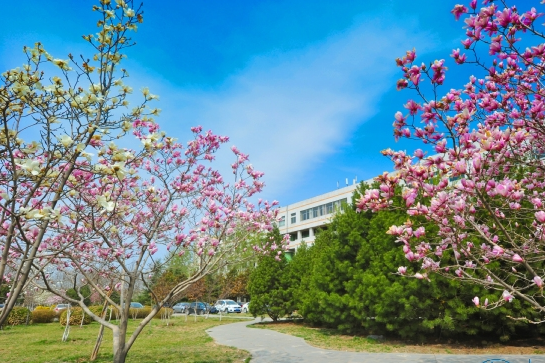 2022年艺术类招生540人，山东理工大学艺术类专业报考难度解析