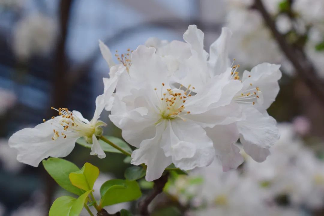 "悦"享春光，花香满"湖"！悦湖园区的花都开好啦，打卡走起！