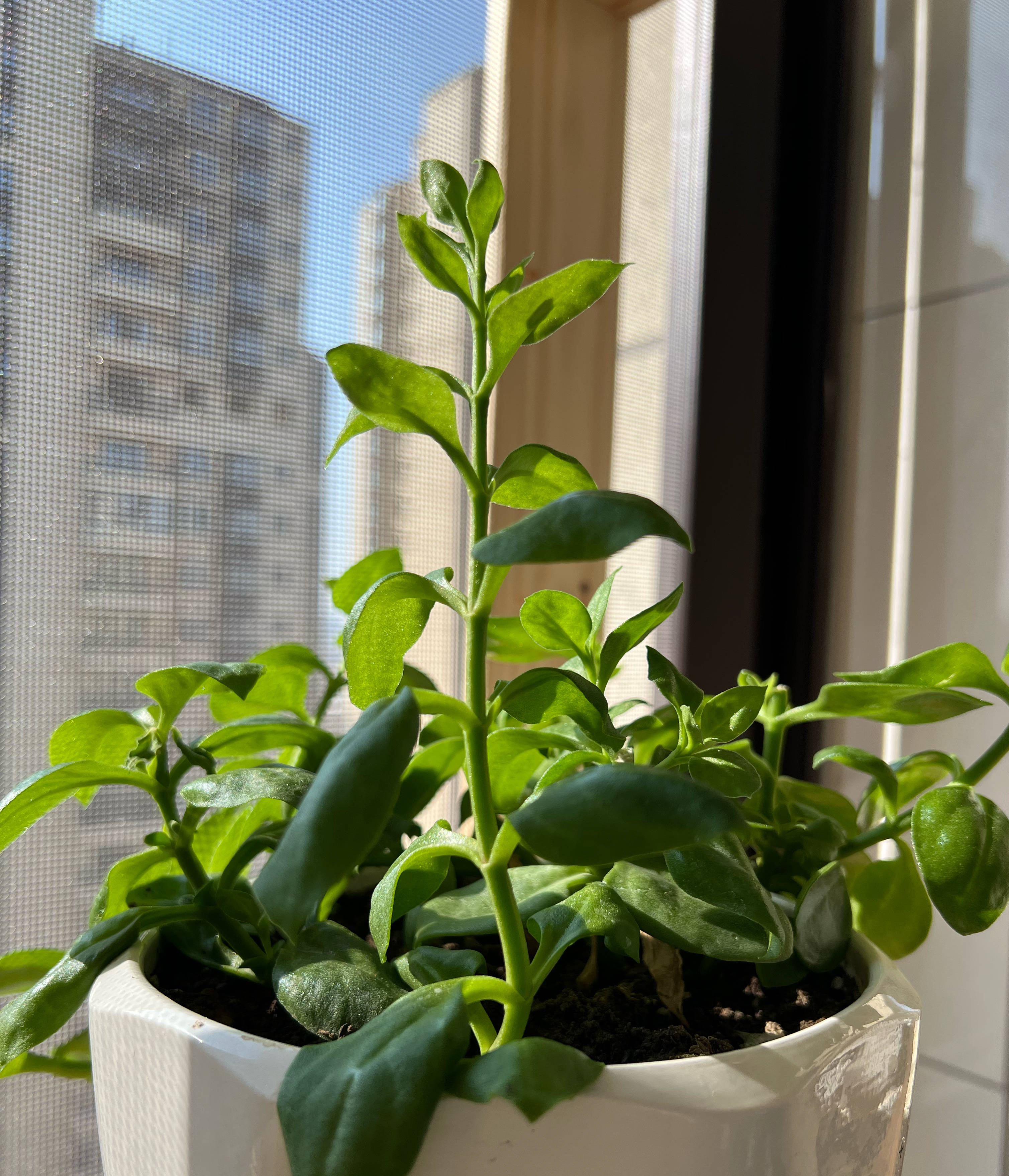 花卉的种植与管理方法 -骁龙网