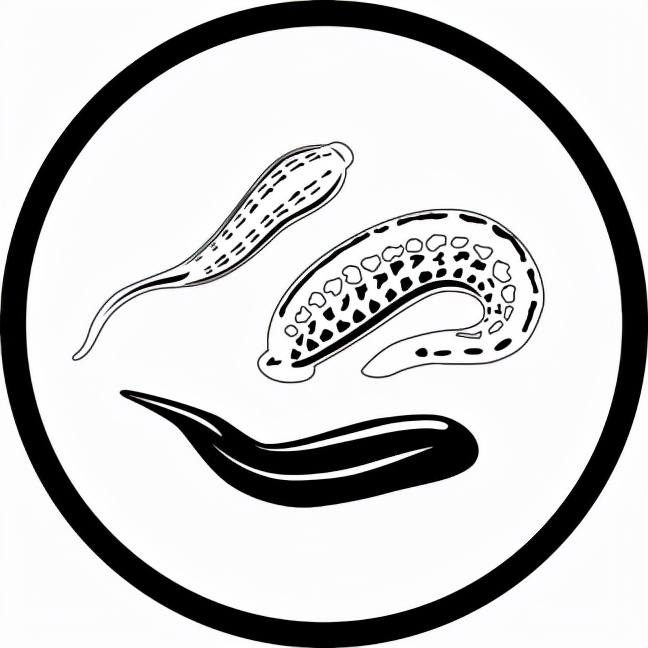 隐私部位也能寄生！女人宫颈口被水蛭寄生，医生：从隐私部位进入