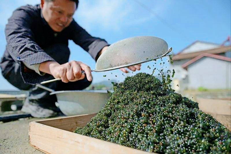 地衣为什么叫雷公屎？采集地衣有学问，葛仙米可以人工种植