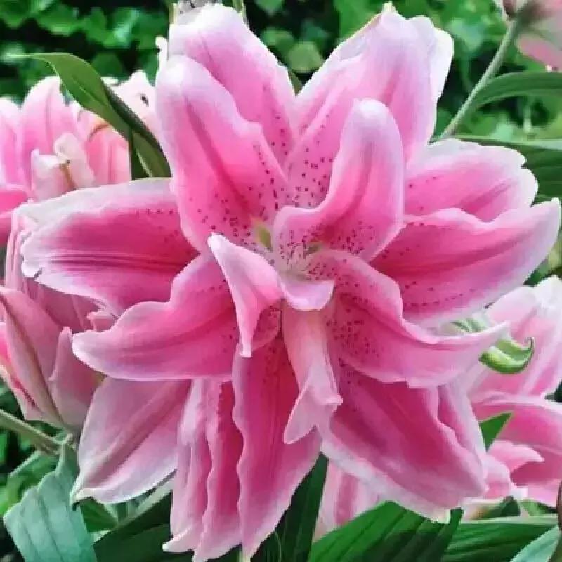 百合花的图片百合花的图片大全最美