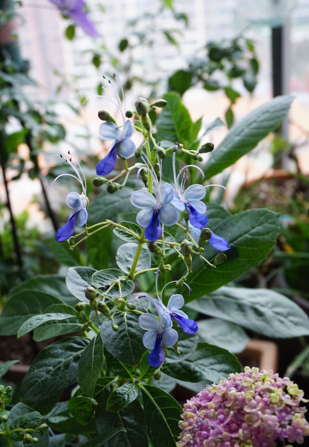 藍蝴蝶花圖片(藍蝴蝶的生長習性及種植建議)