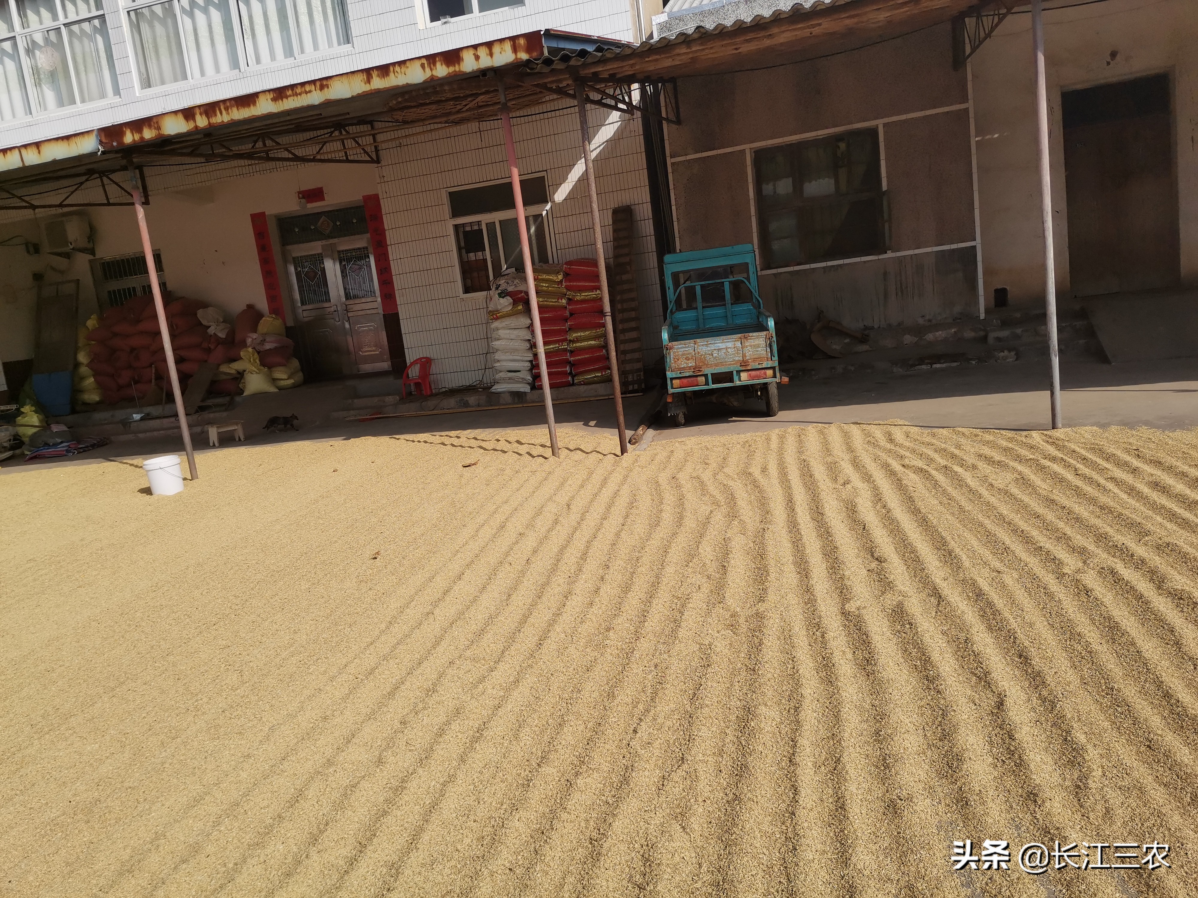 五谷丰登，六畜兴旺，中国人过年不可或缺的是大米