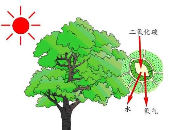 空氣中氧氣的主要來源是什么