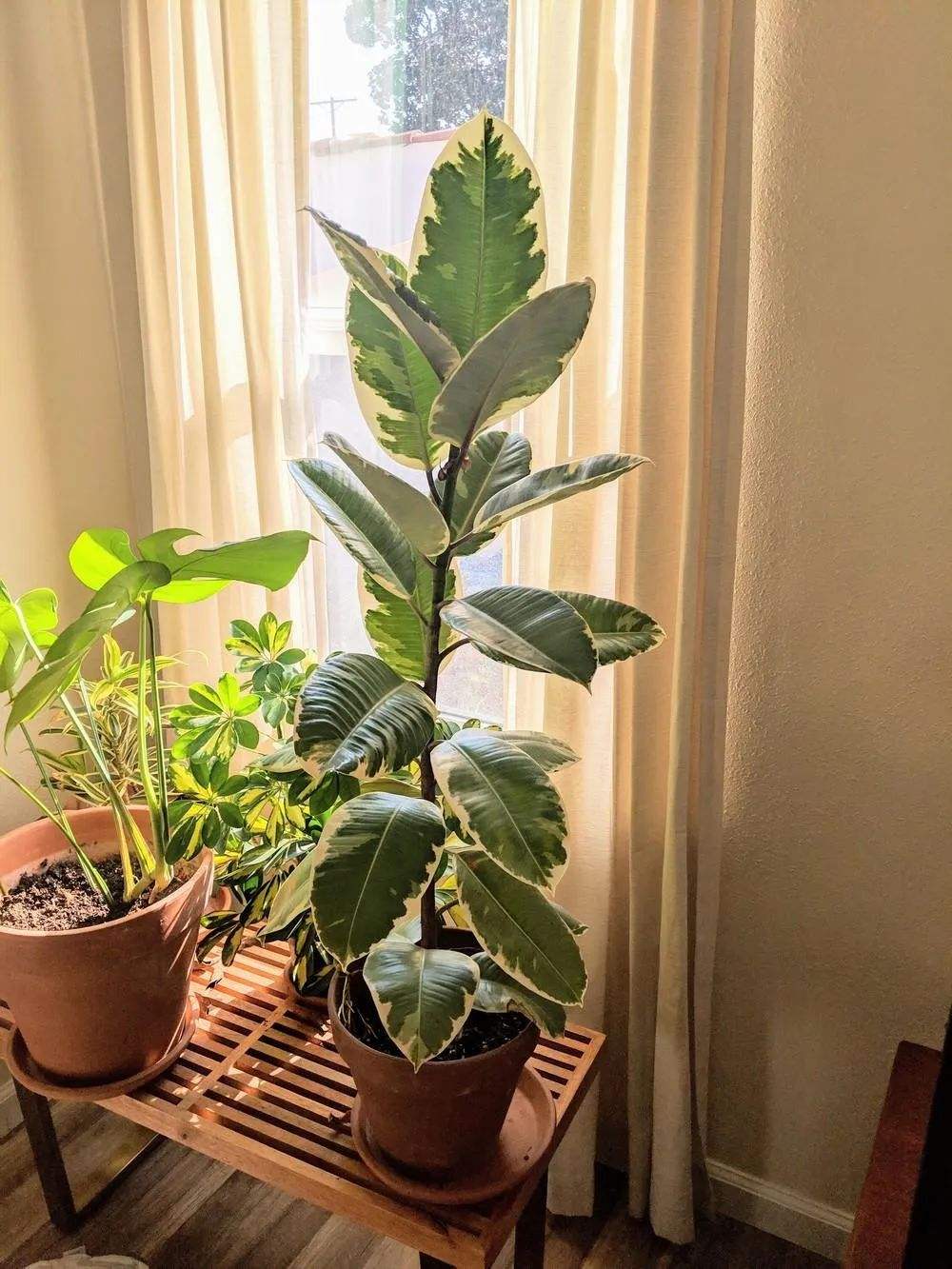鲜花在屋里放，花旺人也旺！想要“旺人旺家”，养花首选这10种
