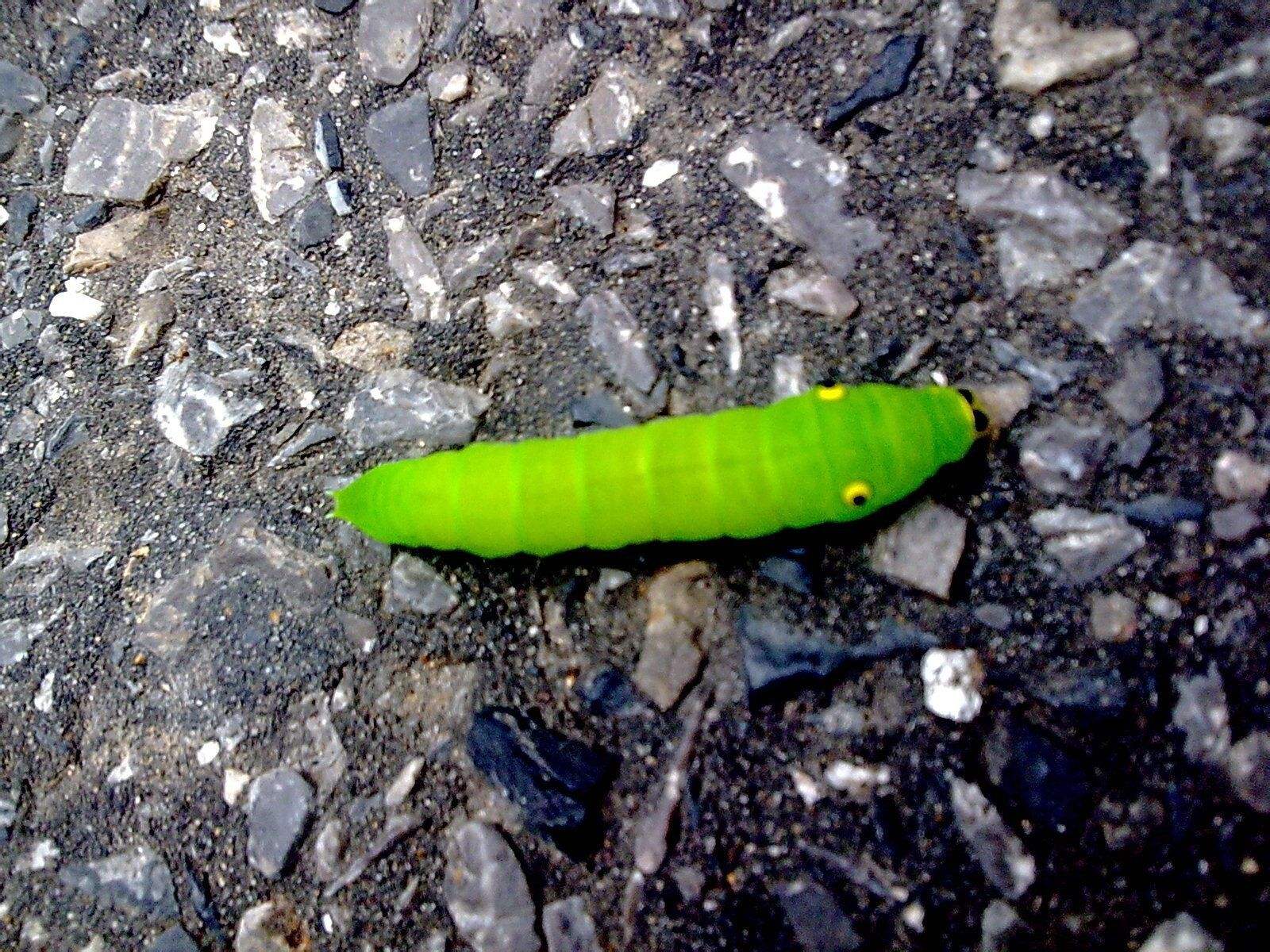 肚子里的小虫:应声虫