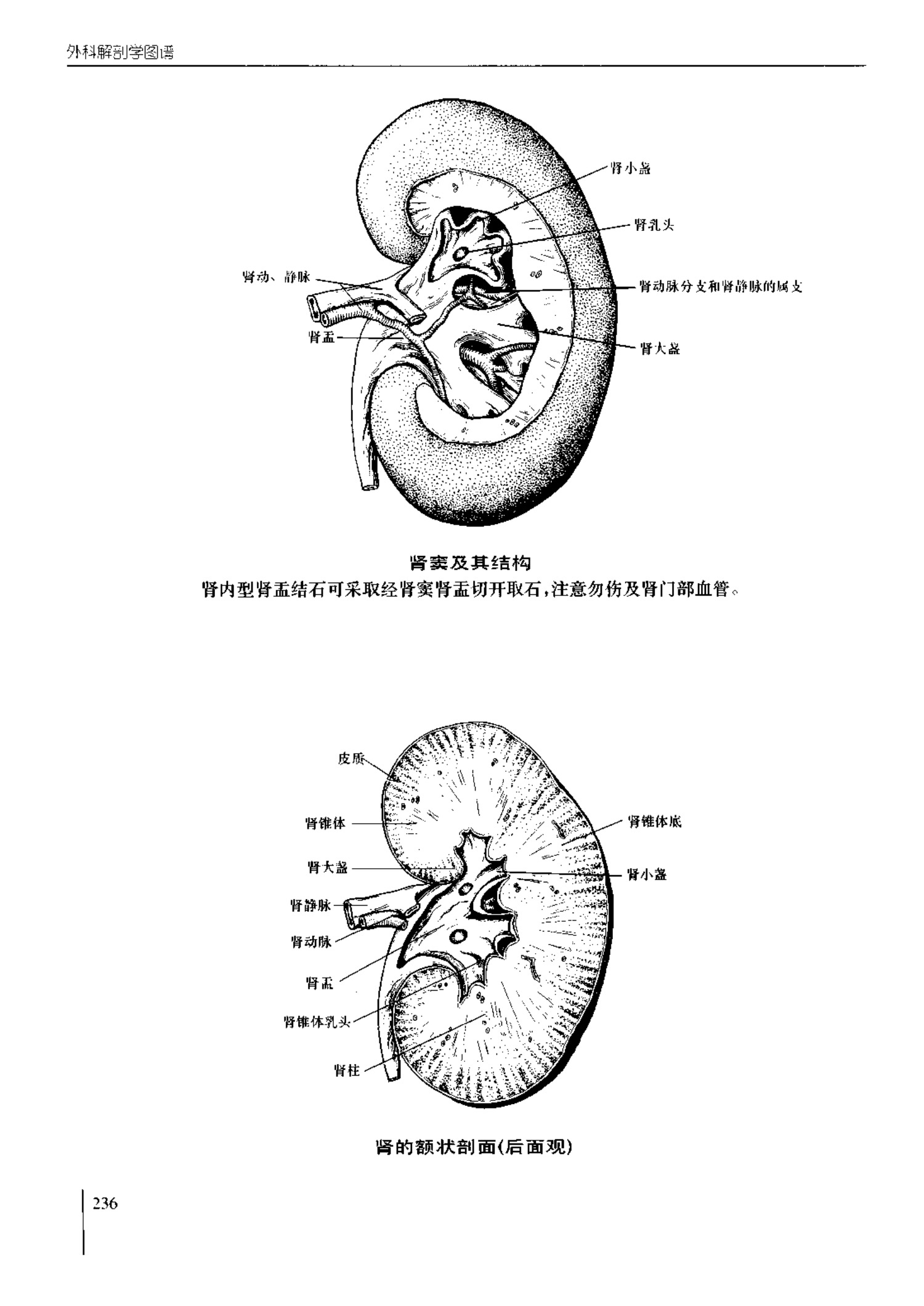 人体内脏位置图(图示集‖外科解剖学图谱(8-5)盆部)