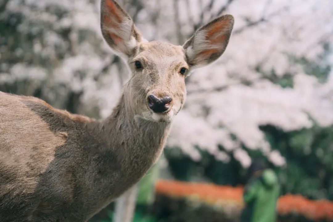 疫情难掩芳华，萌兽邀您“云赏花”