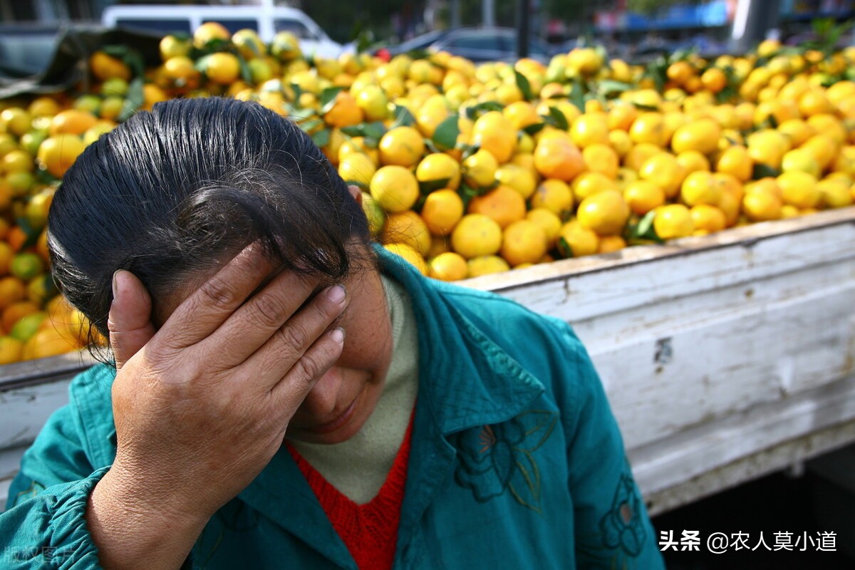 白送都滞销,广西柑橘堆积国道,你觉得根本原因是什么?