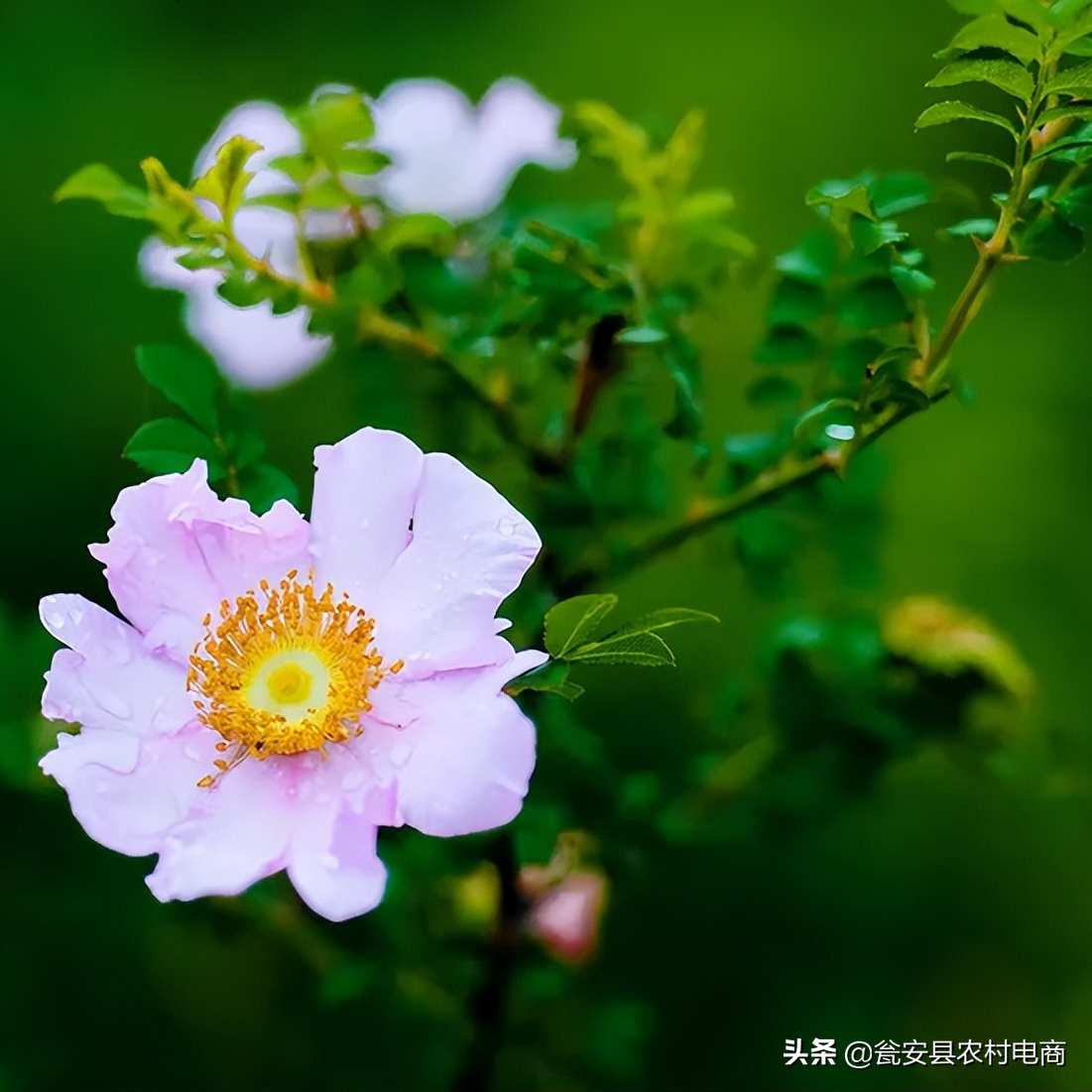 刺梨花開 一起來賞有 維c之王 之稱的黔南之花 天天看點