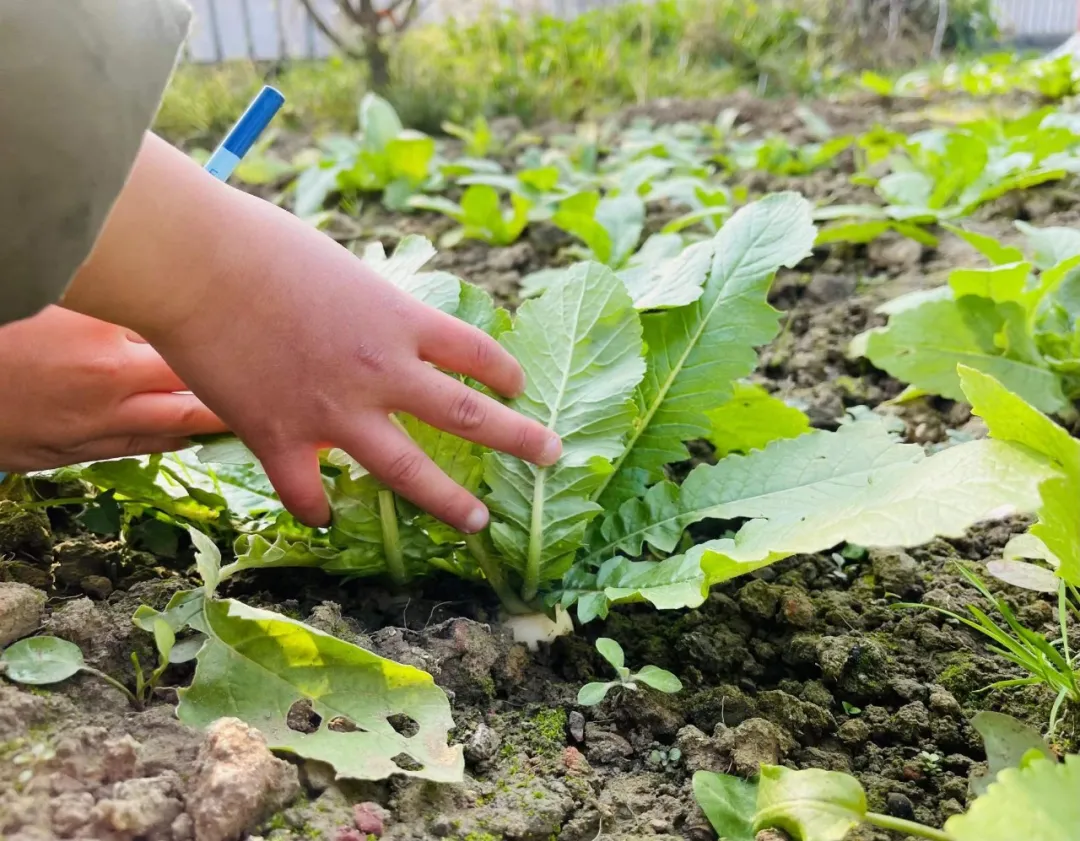 节气深耕·成都高新区朝阳小学冬至节气主题活动日