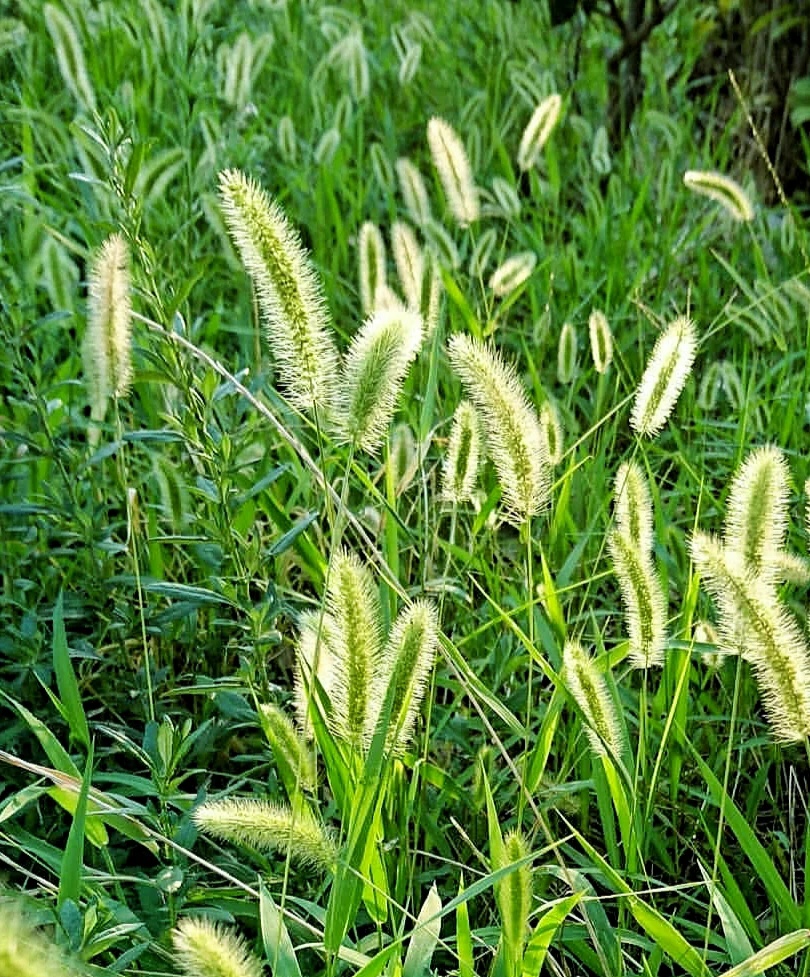 路边的野花野草路边的野花野草能吃吗