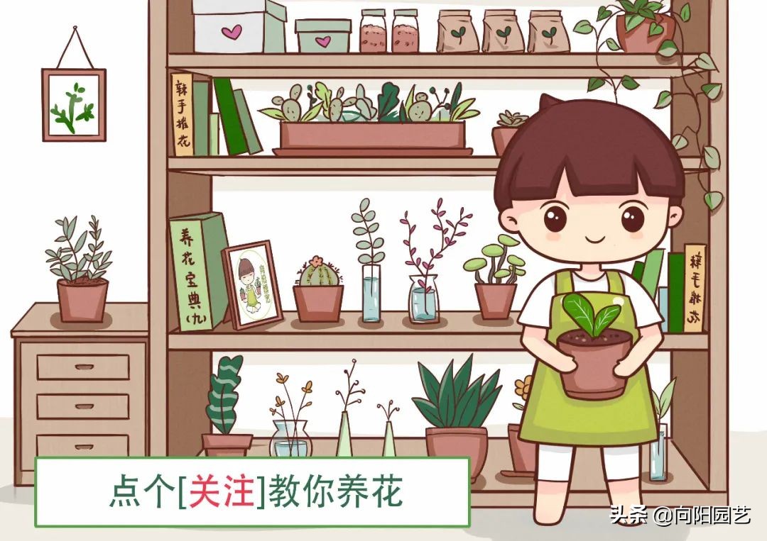 这8种花“招财”，养在家里，寓意“吸财进宝”，你家养的吗？