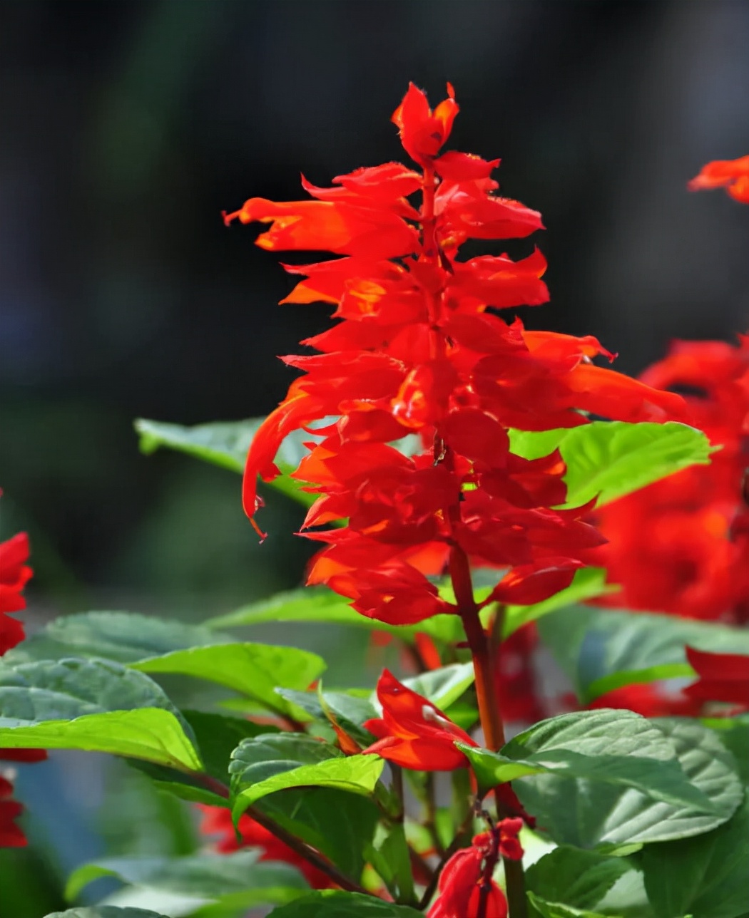 植物花卉品种大全图片（科普100个花卉图鉴）