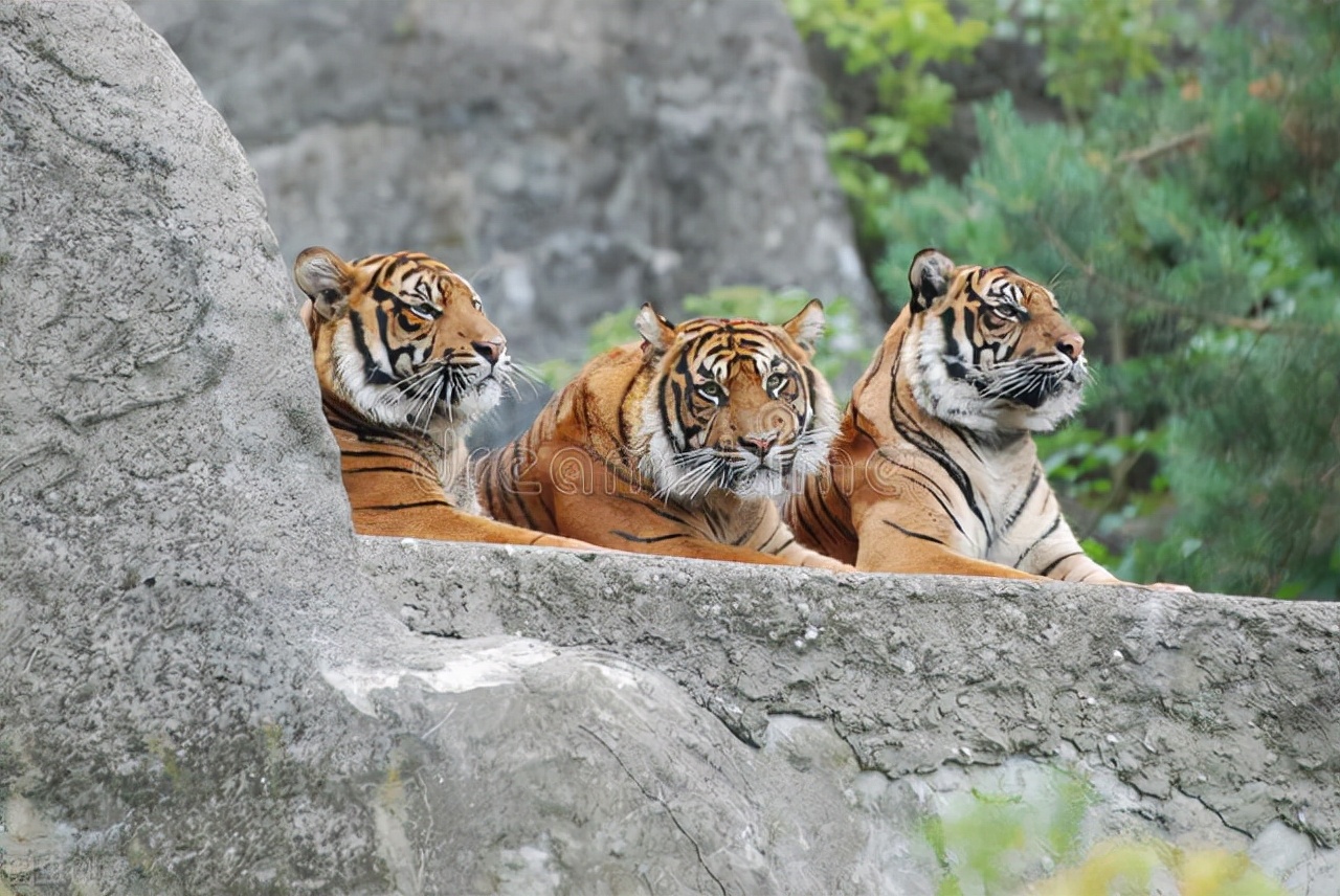 属虎男人优点有哪些_达一风水网