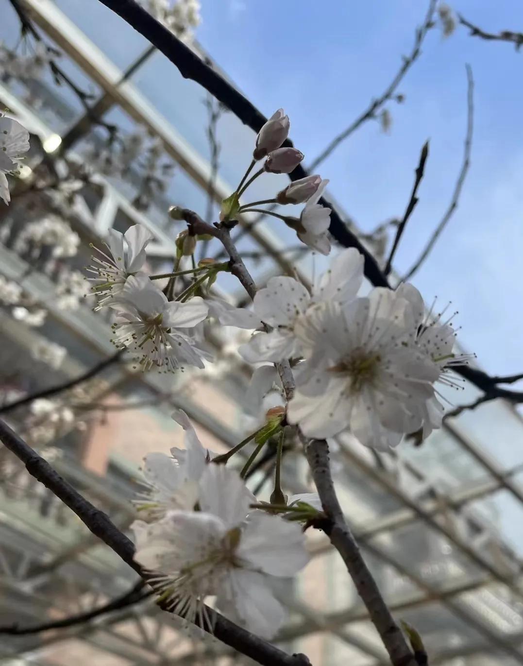 春日花开正当时 天天看点